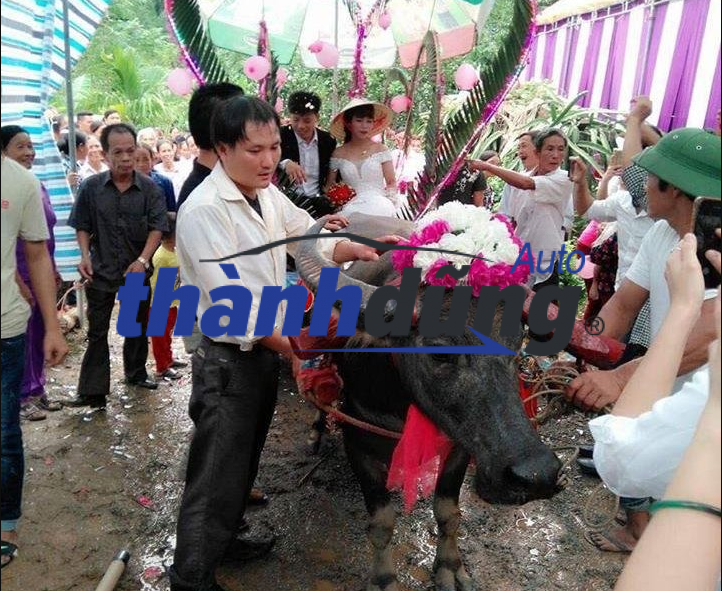 Tục lệ rước dâu bằng xe trâu